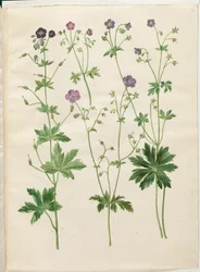 Geranium phaeum (géranium livide); Geranium sylvaticum (géranium des bois)
