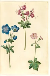 Geranium pratense (géranium des prés); Geranium phaeum (géranium livide); Geranium versicolor (géranium panaché)