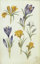 Allemand : Krokusse