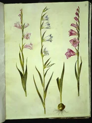 Gladiolus communis (gladiolus commun)