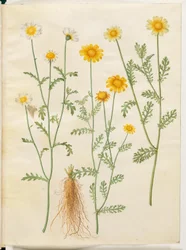 Glebionis coronaria (kron-okseøje)
