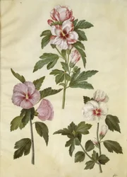 Hibiscus syriacus (rose de Syrie)
