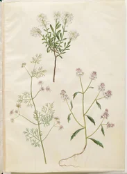Iberis sempervirens (corbeille d