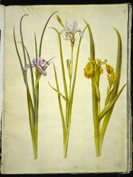 Iris graminea (iris à feuilles de graminée); Iris sibirica (iris de Sibérie); Iris pseudacorus (iris jaune)