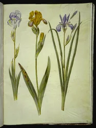 Iris pallida (iris pâle); Iris variegata (iris bigarré); Iris sibirica (iris de Sibérie)