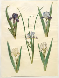 Iris pumila (iris nain) ou Iris lutescens (iris nain); Iris graminea (iris à feuilles de graminée)