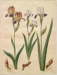 Iris ×sambucina (iris sureau); Iris ×amoena (iris hybride)