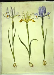 Iris xiphium (iris espagnol) ou Iris latifolia (iris anglais); Iris xiphium (iris espagnol)