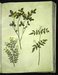 Jasminum odoratissimum; Jasminum fruticans; Jasminum grandiflorum