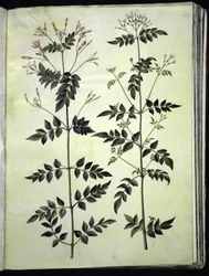 Jasminum officinale (jasmin officinal)