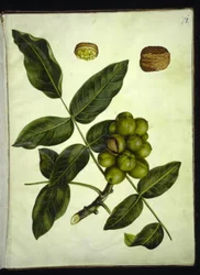 Juglans regia (noyer commun)