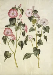 Lavatera trimestris (mauve royale)