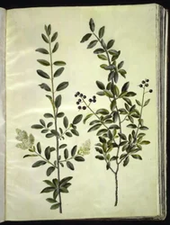 Ligustrum vulgare (troène commun)