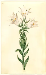 Lilium candidum (lys de la madone)