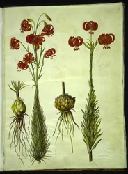 Lilium chalcedonicum (lis turban rouge)