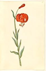 Lilium chalcedonicum (lis turban rouge)