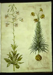 Lilium martagon (lis martagon); Lilium pyrenaicum (lis des Pyrénées)
