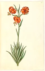 Lys pomponium