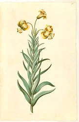 Lilium pyrenaicum (lys des Pyrénées)