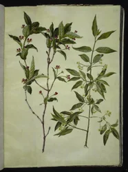 Lonicera alpigena (chèvrefeuille des Alpes); Euonymus europaeus (fusain d
