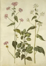 Lunaria annua (monnaie-du-pape)