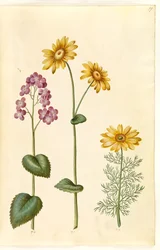 Lunaria annua (monnaie du pape); Doronicum pardalianches (doronic à feuilles cordées); Adonis vernalis (adonis de printemps)