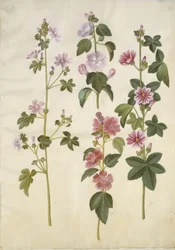 Malva sylvestris (mauve sylvestre); Lavatera thuringiaca (lavatère de Thuringe)