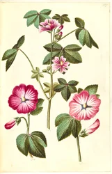 Malva sylvestris (mauve commune); Lavatera trimestris (lavatère annuelle)
