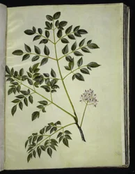 Melia azedarach (arbre paternoster)