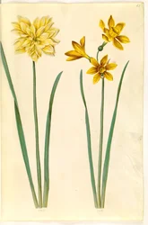 Narcissus pseudonarcissus (jonquille); Narcissus tazetta aureus (jonquille dorée)