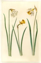 Narcissus pseudonarcissus moschatus (narcisse musqué); Narcissus bulbocodium (narcisse crinoline); Narcissus pseudonarcissus (jonquille)