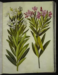 Nerium oleander (laurier-rose)