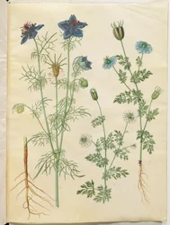 Nigella hispanica (nigelle d