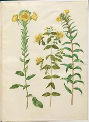 Oenothera biennis (onagre bisannuelle); Hypericum hircinum (millepertuis puant); Oenothera rubricaulis (onagre à tige rouge)