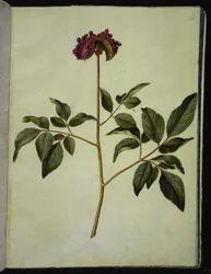 Paeonia mascula (pivoine mâle)