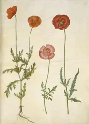 Papaver dubium (coquelicot des champs); Papaver rhoeas (coquelicot)