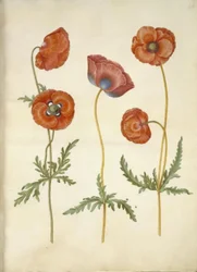 Papaver rhoeas (coquelicot)