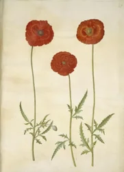Papaver rhoeas (coquelicot)