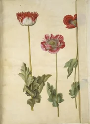 Papaver somniferum (pavot à opium)