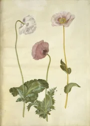 Papaver somniferum (pavot à opium)