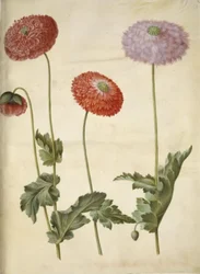 Papaver somniferum (pavot à opium)