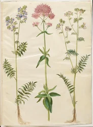 Polemonium caeruleum (échelle de Jacob); Centranthus ruber (valériane rouge)