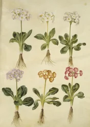Primula ×pubescens (auricule de jardin)