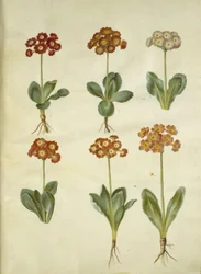 Primula ×pubescens (primevère de jardin)
