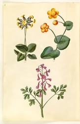 Primevère officinale ; Populage des marais ; Corydale creuse