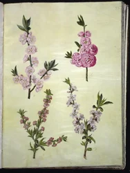 Prunus dulcis (amandier); Prunus persica (pêcher)