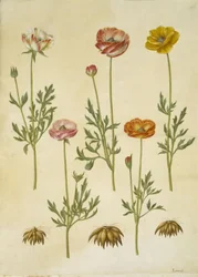 Renoncule asiatique (Ranunculus asiaticus)
