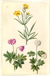 Ranunculus illyricus (renoncule des steppes); Anemone nemorosa (anémone des bois)