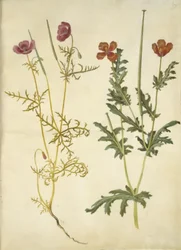 Roemeria hybrida (pavot cornu violet); Glaucium corniculatum (pavot cornu rouge)