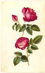 Rosa gallica (rose apothicaire); Rosa (?) (rose)